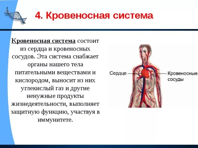 Презентация кровеносная система 8 класс биология. Презентация кровеносная система 8 класс биология