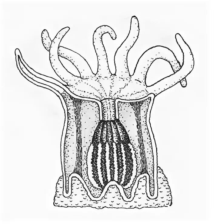 Строение коралловых полипов кишечнополостных. Строение полипа кишечнополостных. Коралловый полип Кишечнополостные схема. Строение шестилучевого кораллового полипа.