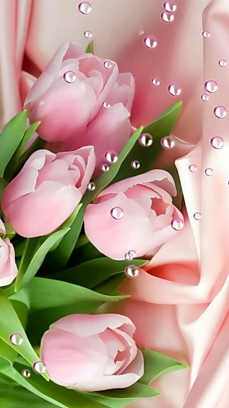 Картинки для ватсап на телефон для женщин. Розовые тюльпаны. Нежные тюльпаны. Красивые нежные тюльпаны. Тюльпаны. Нежно-розовый.