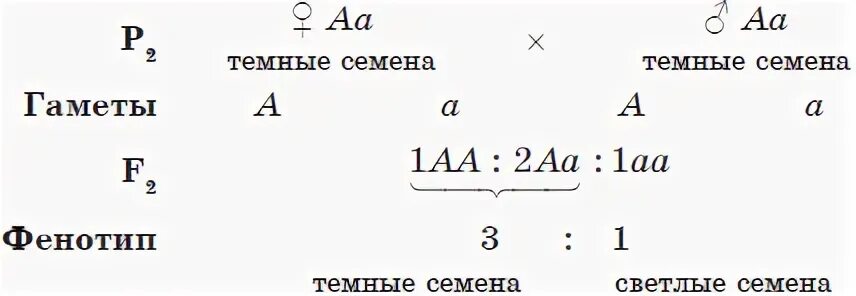 Генотип и фенотип в задачах. Схема скрещивания гамет. АА АА генотип. Фенотип в задачах по генетике.