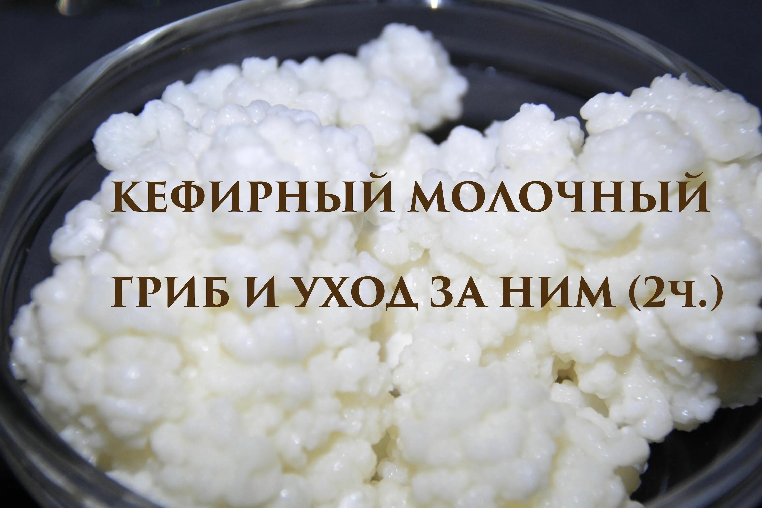 Молочный гриб как ухаживать и употреблять. Кефирный гриб. характеристика молочного гриба. гриб кисломолочный кефирный. молочный гриб полезные.