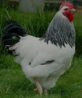Куры породы серебристые фото