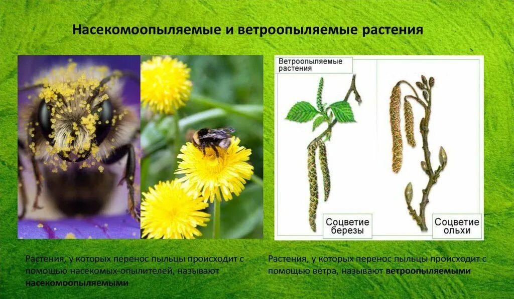 Какие приспособления у ветроопыляемых растений. Ветроопыляемые и насекомоопыляемые цветки. Yfctrjvjjgsktvjt b dtnhjjgskztvjt растения. Ветроопыляемые растен. Ветроопвление и насекомооаыление.