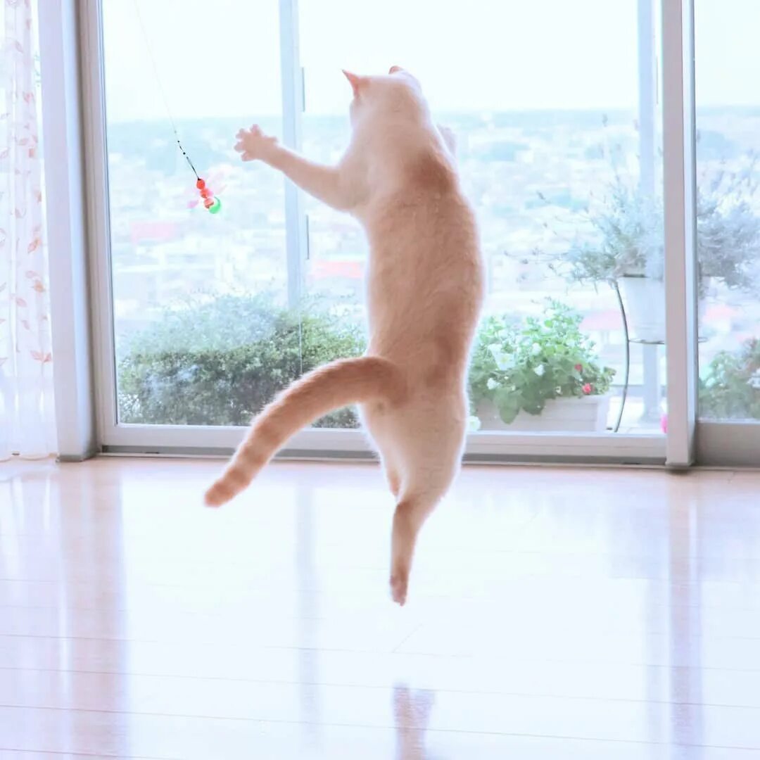 Где котики танцуют. Танцующий кот Чако. Танцующий кот Чако из Японии. Коты танцуют. Кошка танцует.