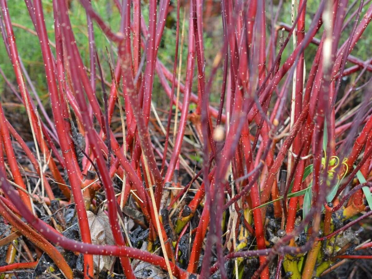 Дерен белый Кессельринги. Дерен белый Кессельринги (Cornus Alba Kesselringii). Дерен белый (Cornus Alba `Kesselringii`). Дерен чернокорый. Дерен красный описание