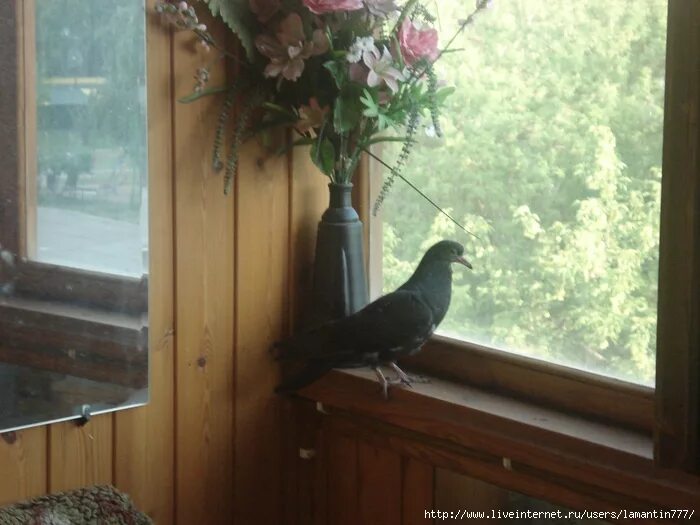 Голубь сел на подоконник. Птичка на подоконнике. Птицы на окна. Птичка на балконе. Птица влетела в дом.