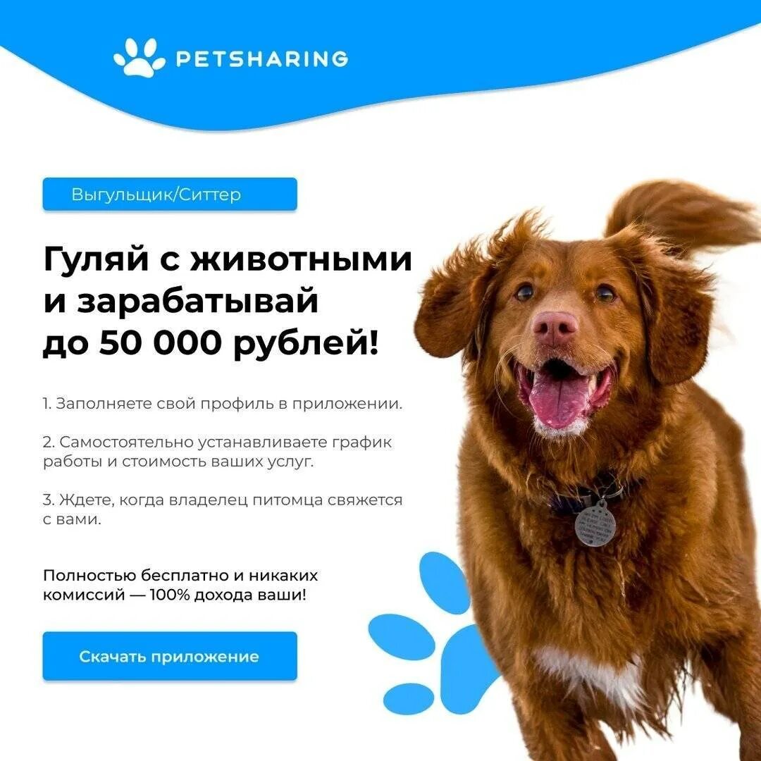 Сколько зарабатывает грумер. Сколько зарабатывают выгул собак. выгул собак подработка. объявление о выгуле собак за деньги. выгульщик собак с 12 лет.