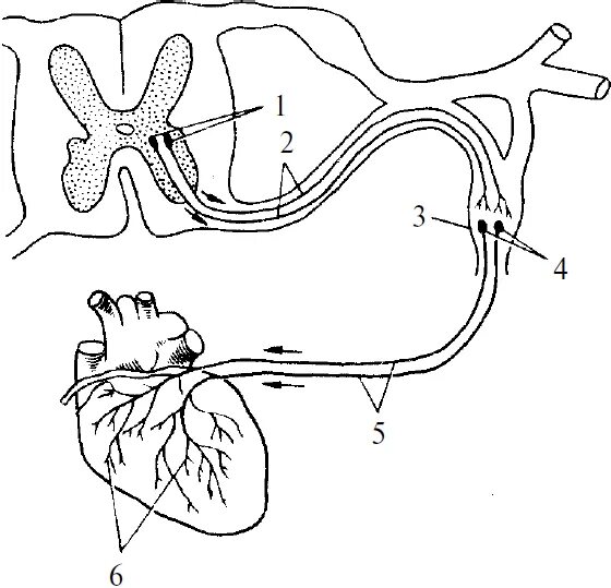 Двигательный вегетативный нейрон. Рефлекторная дуга иннервации сердца. Двигательный путь вегетативной рефлекторной рефлекторной дуги. Вегетативная рефлекторная дуга сердца. Симпатическая рефлекторная дуга сердца.