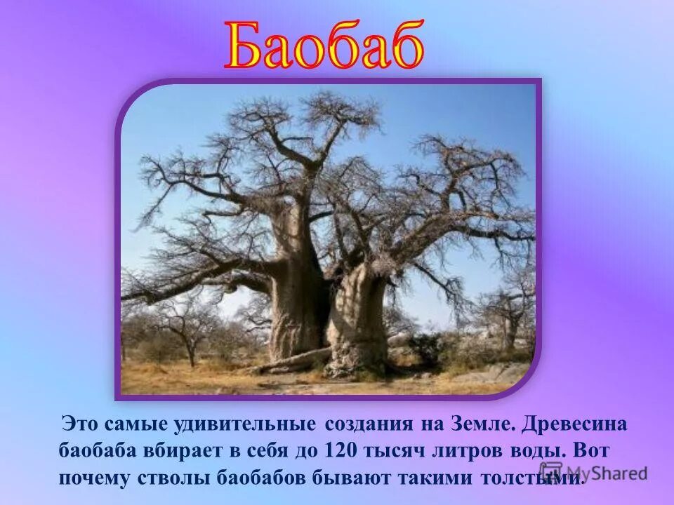 информация о дереве баобаб. самый толстый баобаб. баобаб дерево листья. информация о дереве баобаб. баобаб растение в африке описание.