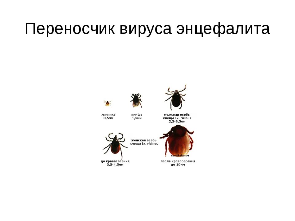 Передается ли энцефалит. Переносчики клещевого энцефалита и клеща. Клещ Энцефалитный переносчик. Клещевой энцефалит возбудитель и переносчик. Клещевой энцефалит резервуар возбудителя.