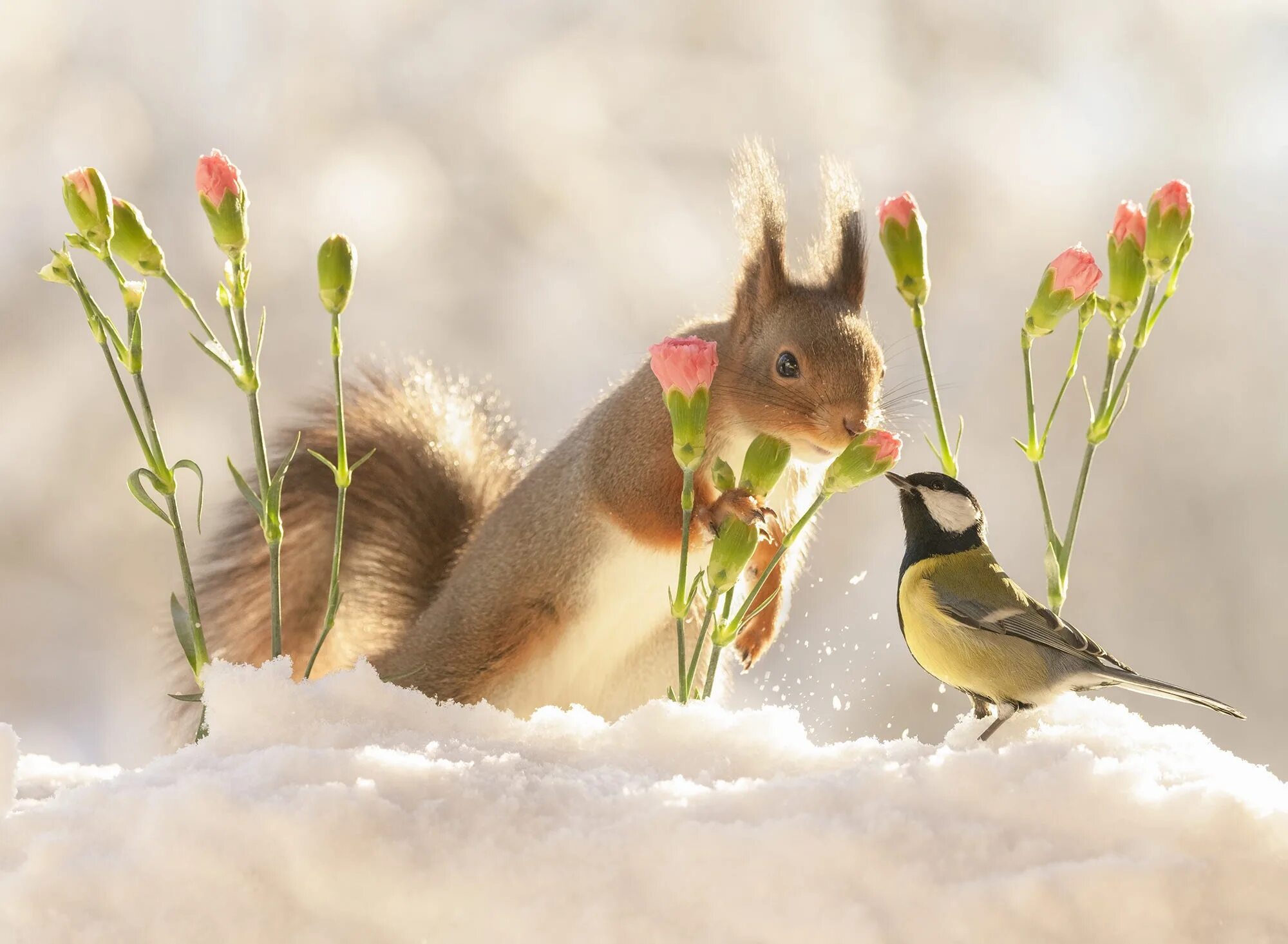Фотограф Герт Вегген белка. Животные весной. Зима животные. Птица зайчики