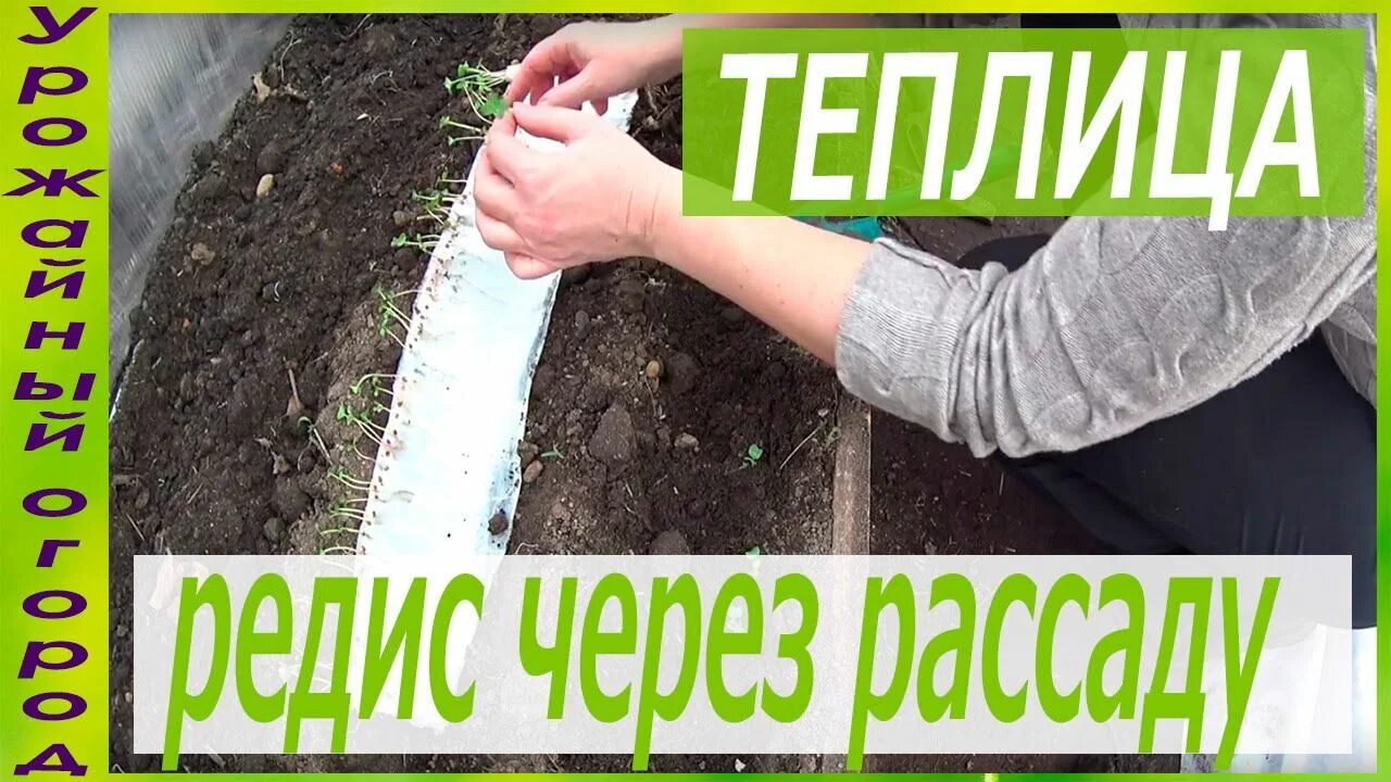 Как сажать редиску семенами в теплицу