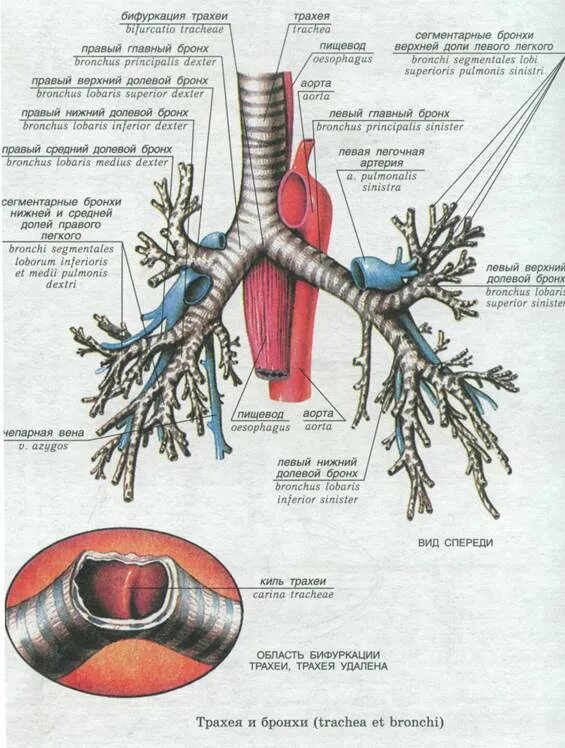 Анатомия трахеи и бронхов Синельников. Трахея бронхи бронхиальное дерево. Трахея и главные бронхи анатомия. Бронхиальное дерево анатомия латынь. Строение и функции трахеи и легких
