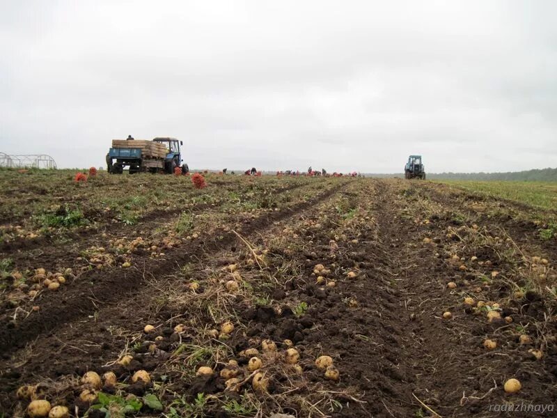 сбор урожая. собираем урожай. уборка урожая. сбор урожая. собираем урожай.