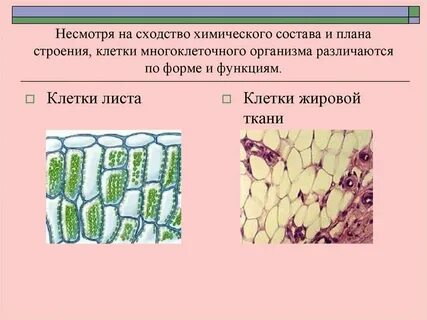 Из чего состоит многоклеточный организм