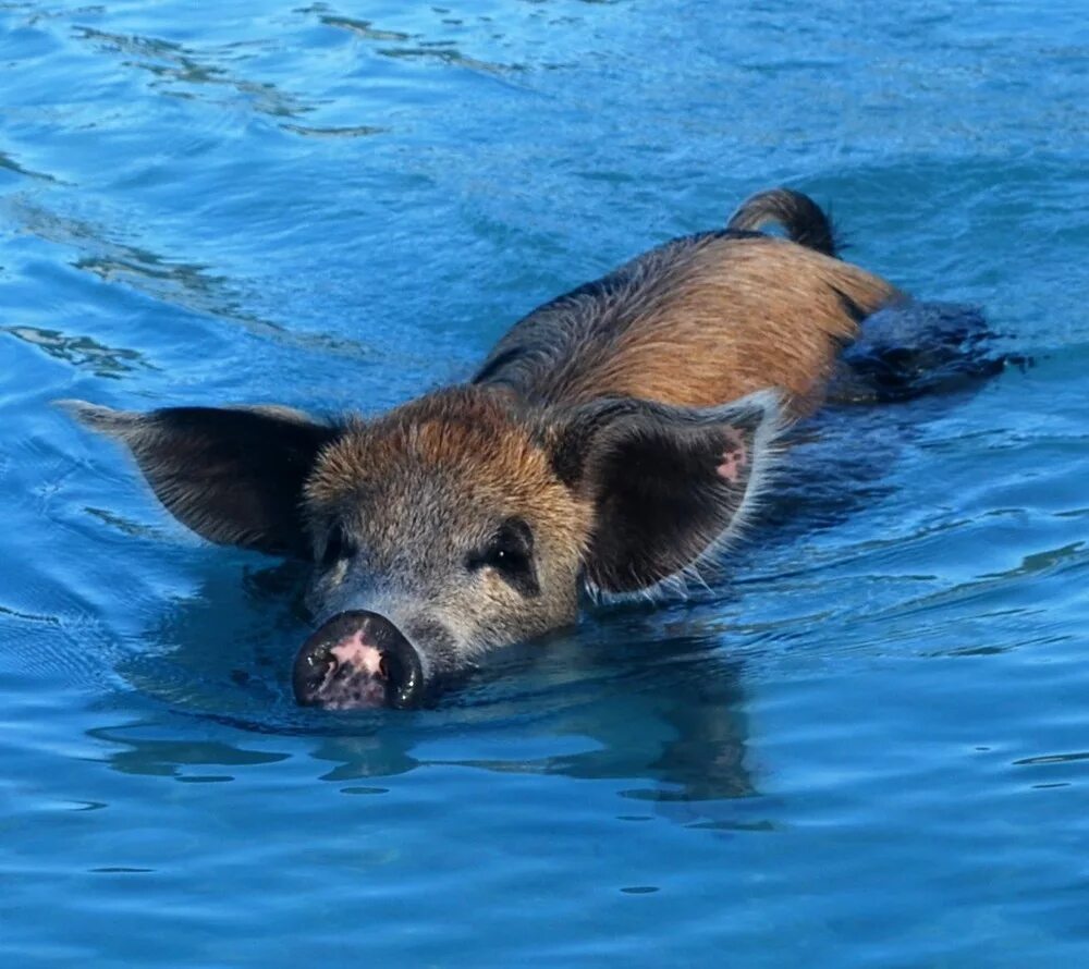 Свинка плавает. Багамские водоплавающие свинки. Водоплавающие свиньи Багамы. Кабан в воде. Кабан плавает.