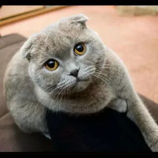 Имя кота вислоухого серого
