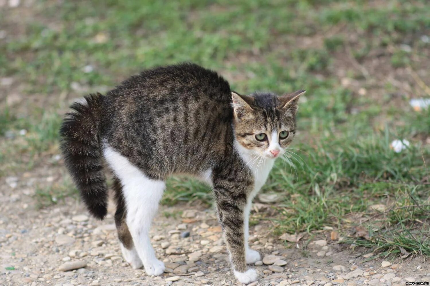 Кот поджал хвост