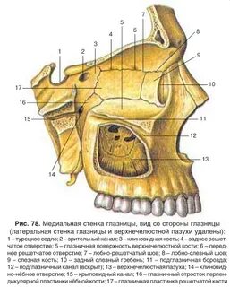 Костные стенки