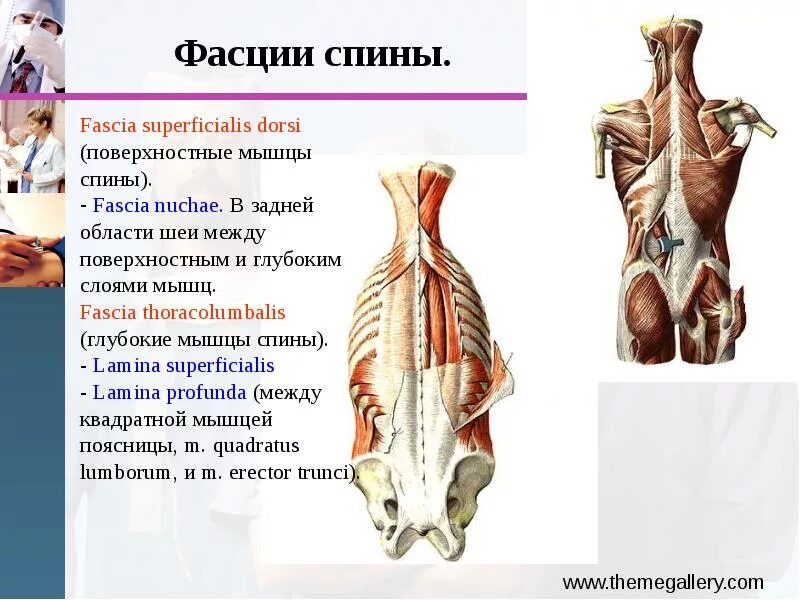 Фасция латынь. Поверхностные мышцы и фасции спины. поясничная фасция анатомия. мышцы фасции и топография спины. пояснично-грудная фасция анатомия.