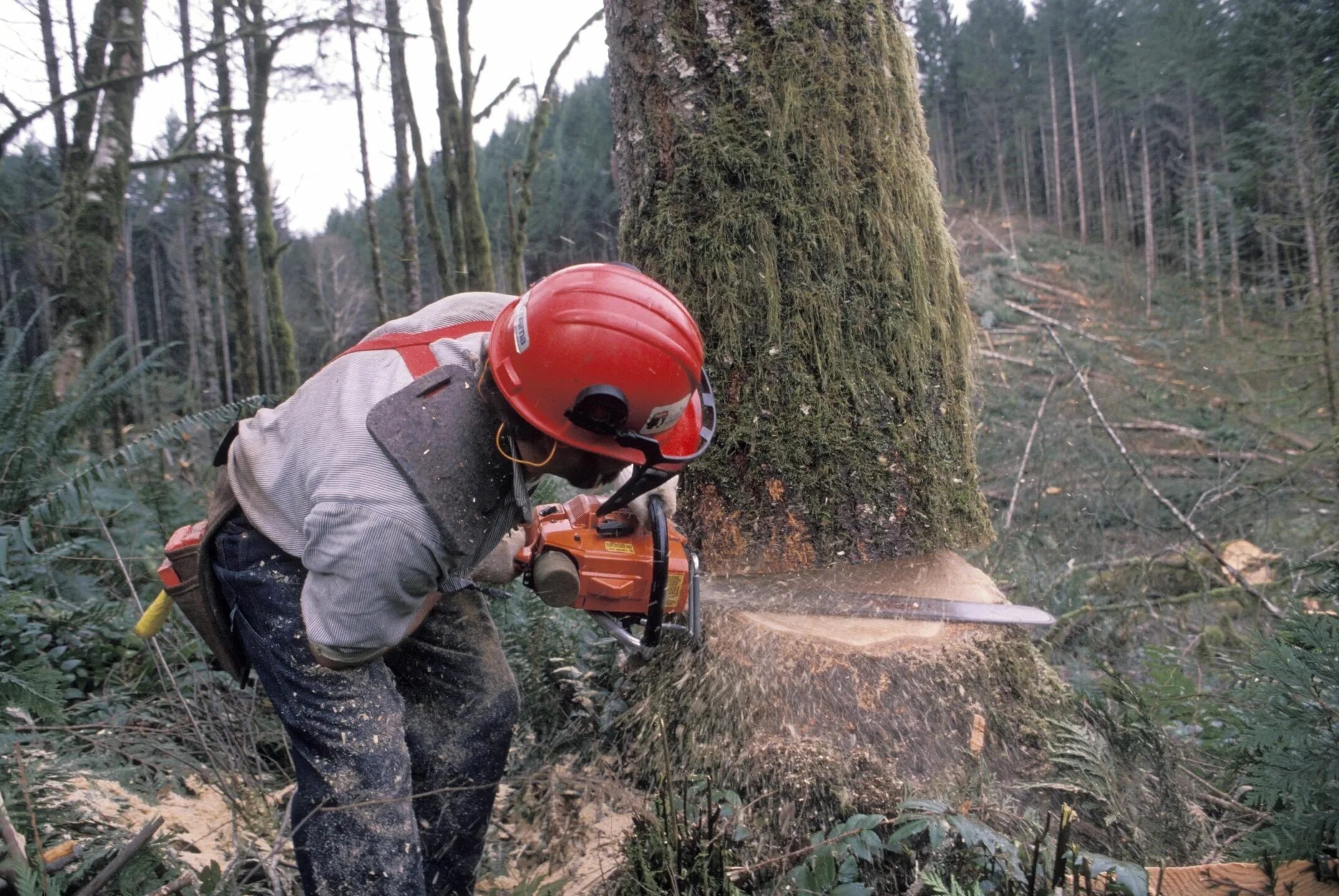 Cut down forest. Лесорубы в лесу. Валка деревьев ручной пилой. Рубка деревьев. Лесоруб профессия.