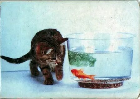 Вареная рыба котенку