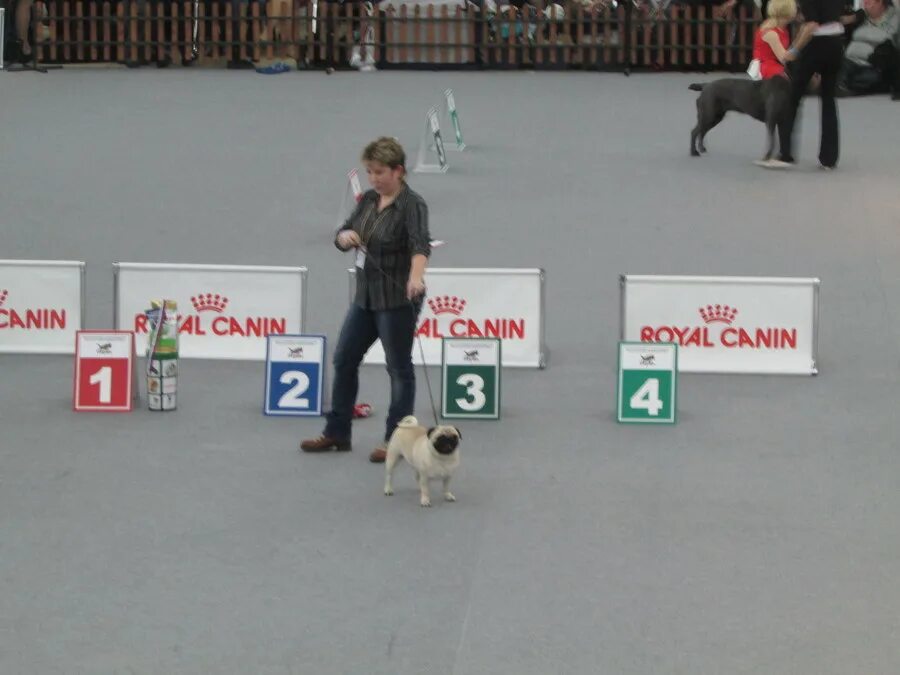 Собачьи выставки Пермь. Фотозона на выставке собак. Выставка собак зеленый парк. Красный флажок на выставке собак.