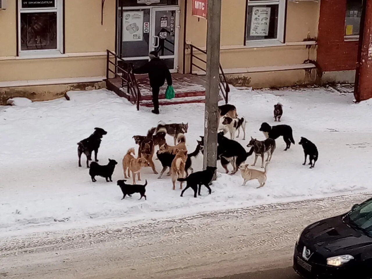 Стая собак. Стая собак женщина. Стая собак. Стая бездомных собак нападает. Бродячие собаки.