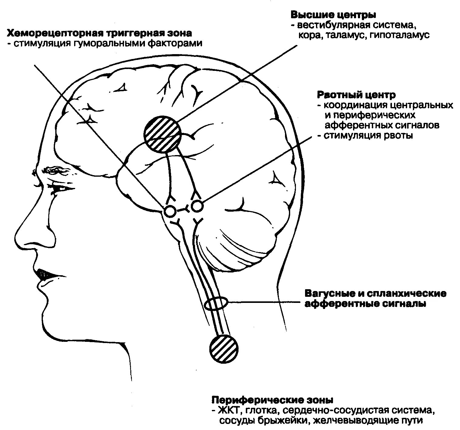Рвотный рефлекс какие. Схема рвотного рефлекса. Триггерная зона рвотного центра. Рвотный центр продолговатого мозга. Рвотный центр в головном мозге.