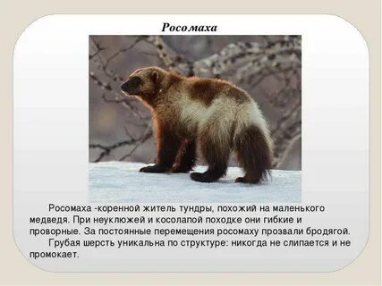 Как пишется слово росомаха