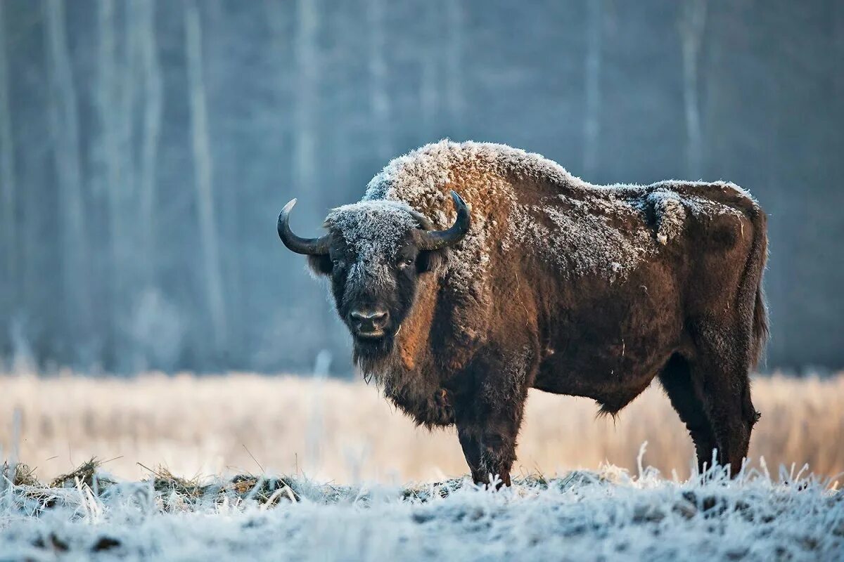 Бизон зона. Лесной Бизон Северной Америки. ЗУБР кавказский заповедник. Бизон Буффало. Парнокопытные Бизон.