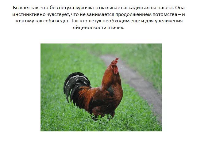 Петух несется почему. Оплодотворение курицы петухом. как оплодотворяются курицы.