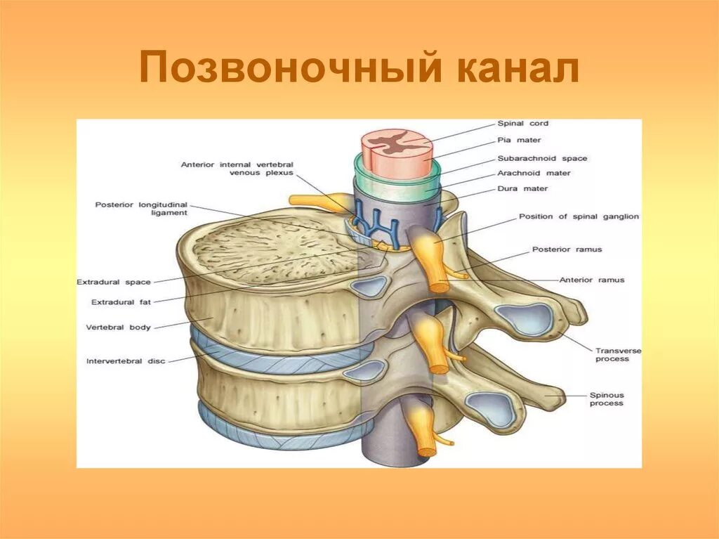 Сагиттальный размер канала норма. Дуральный мешок позвоночника строение. Дуральный мешок спинного мозга. Позвоночный канал. Позвоночный канал строение.