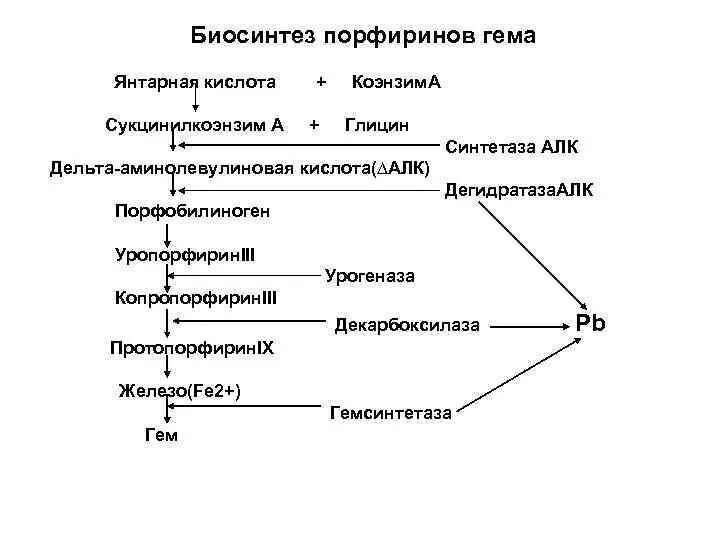 Синтез гему. Биосинтез порфиринов. биосинтез порфиринов гема. механизм биосинтеза порфиринов. порфирин в синтезе гема.
