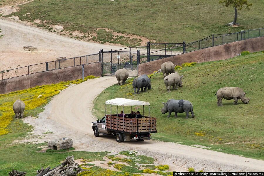 Самый большой зоопарк расположенный в сша. Зоопарк сан-диего, сша. Зоопарк сан-диего (калифорния, сша). Сан-диего калифорния зоопарк. Зоопарк сан-диего (калифорния, сша).
