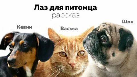 Аудио про животных