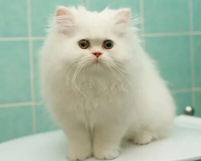 Персидская кошка белая котенок