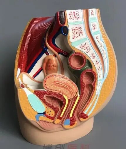 Женская анатомия. Анатомическая модель таза. Строение органов таза у женщины. Анатомический муляж.