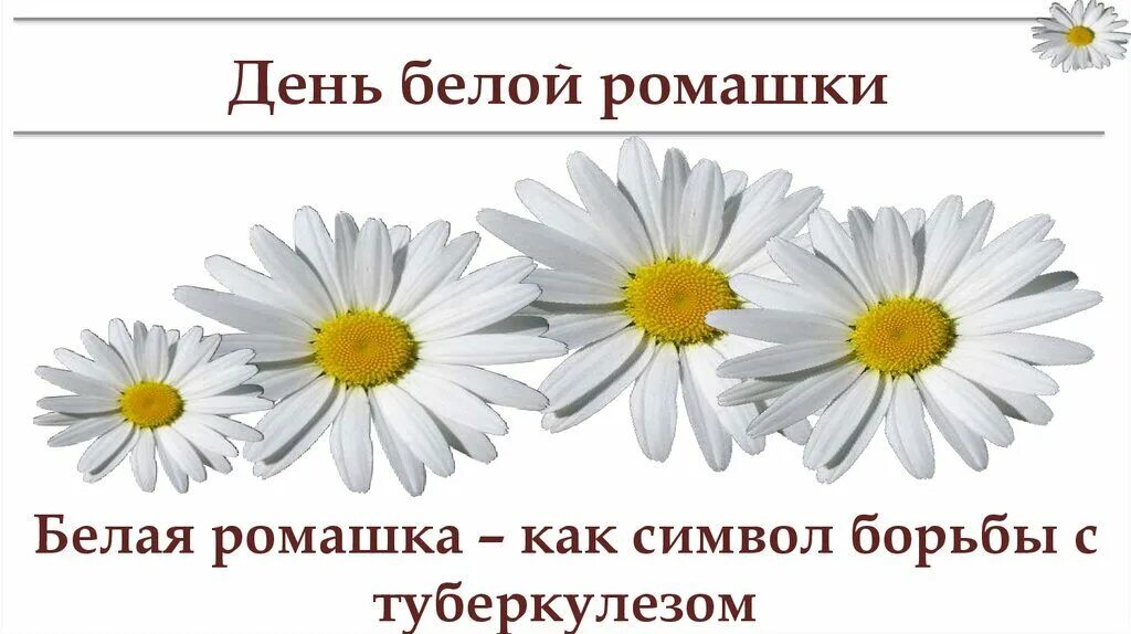 Ромашка против туберкулеза. Символ Ромашка день борьбы с туберкулезом. Профилактика туберкулеза белая Ромашка.