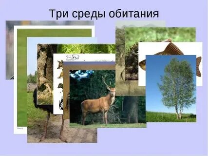 Три среды