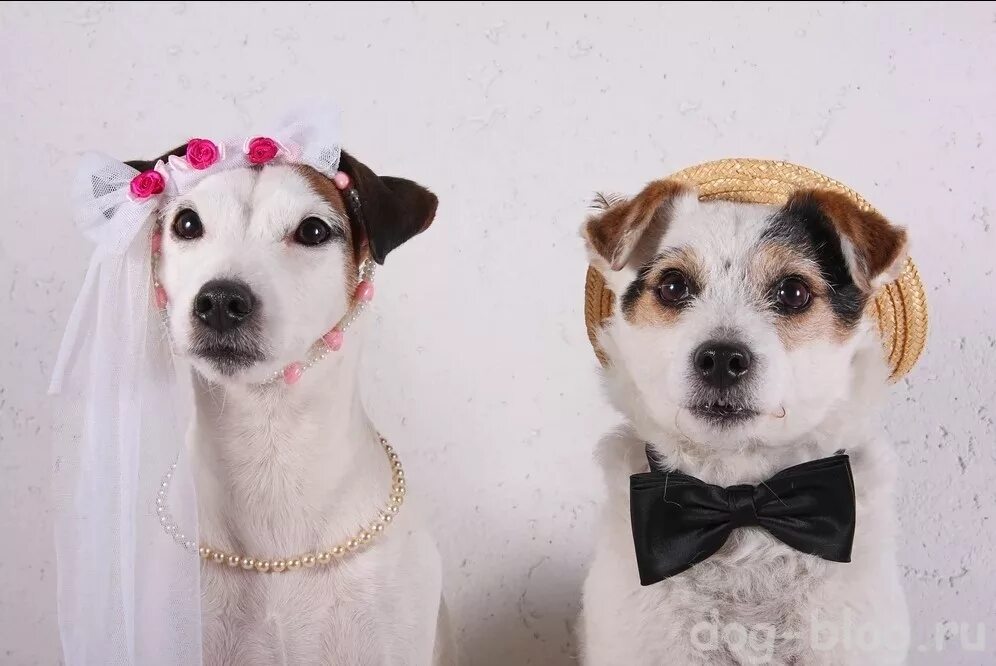 собака какого пола лучше. щенок мальчик. лабрадор дадли. собаку какого пола лучше завести. собака какого пола лучше.