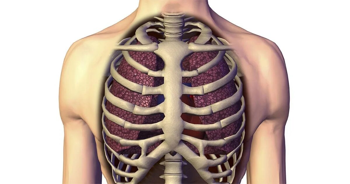 Грудное отверстие. Легкие и ребра расположение. Грудная клетка анатомия.