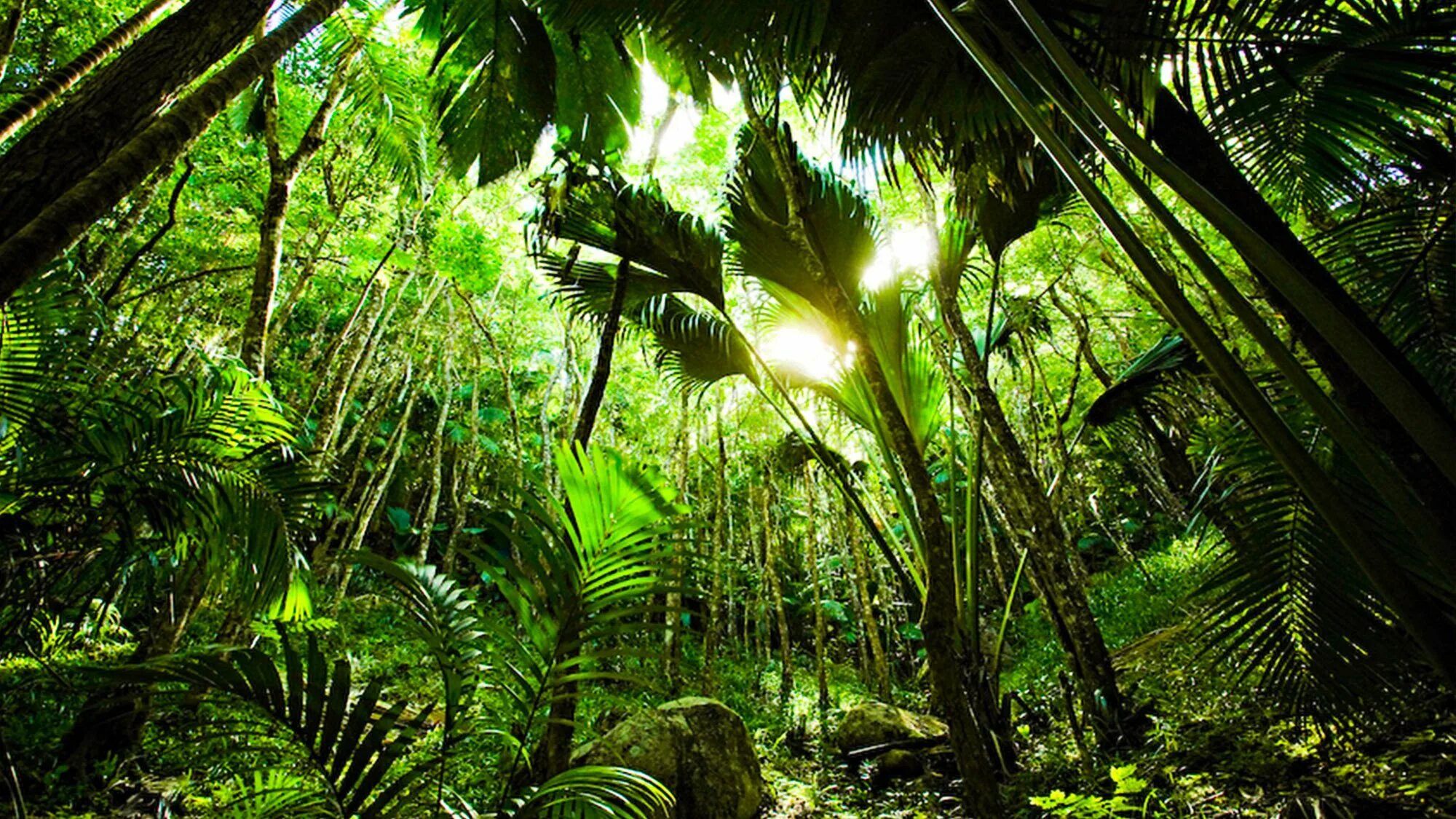 Джунгли тропический лес. Национальный парк Праслин. Остров Праслин Сейшелы. Сейшелы парк Валле-де-МЭ. Парк на острове Праслин.