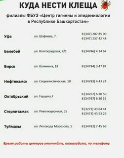 Куда нести клеща на анализ