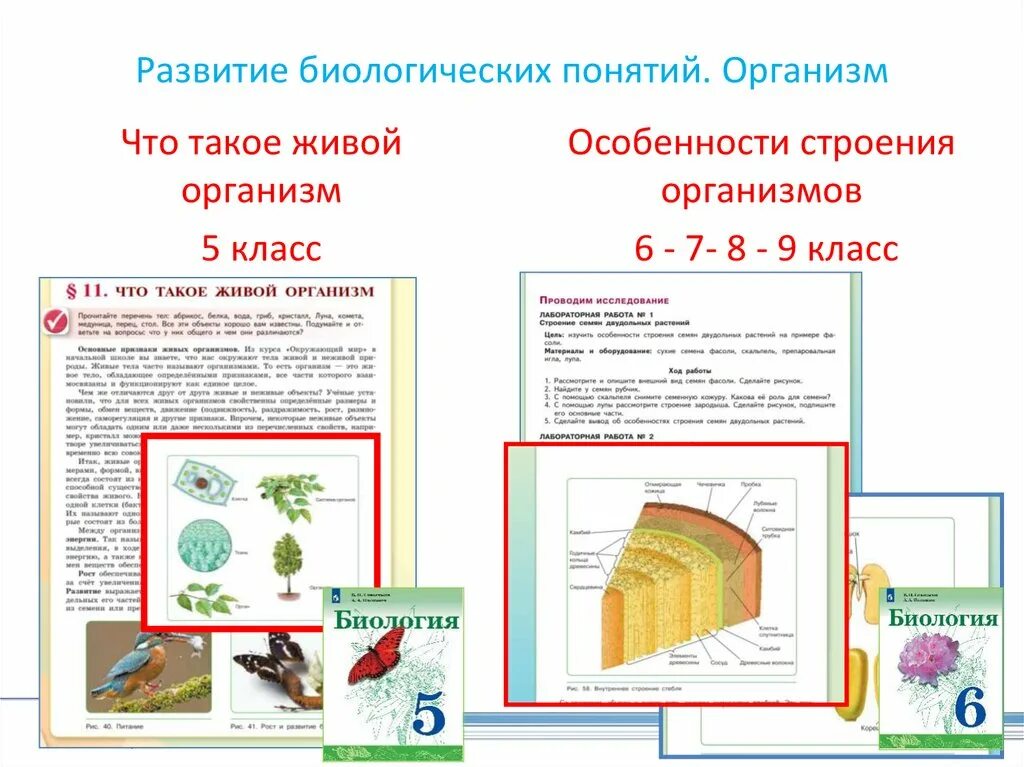 Термины обозначающие развитие биологических систем. Формирование биологических понятий. развитие это в биологии. термин развитие в биологии. термины биологии.