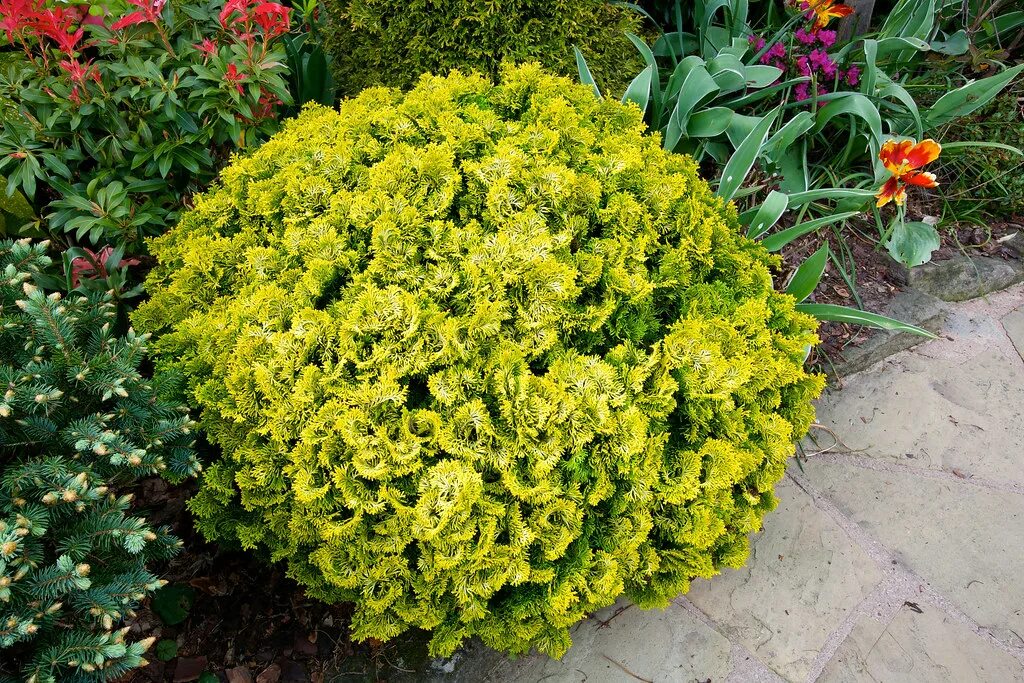 Кипарисовик plumosa aurea. Кипарисовик ауреа. Кипарисовик ауреа. Кипарисовик ауреа. Кипарисовик горохоплодный aurea nana.