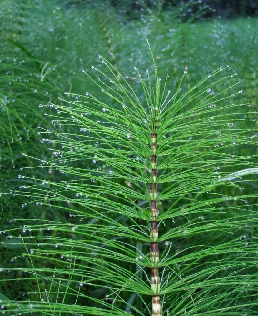 Хвощ пол. Хвощ полевой. хвощ полевой (equisetum arvense). хвощ полевой equisetum arvense l.. хвощ многощетинковый.