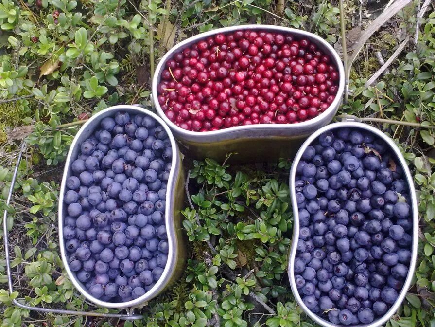 брусника черника голубика. ягоды голубика черника брусника клюква. голубика брусника клюква. брусника черника голубика. клюква голубика морошка.