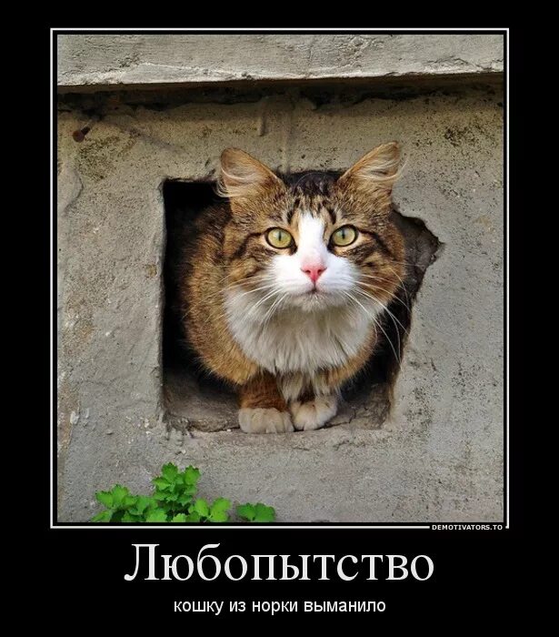 Выражение любопытство. Любопытный кот. любопытство кошек. кошачье любопытство. любопытный картинка.