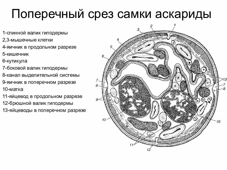 Поперечный срез корня микрофотография. Поперечный разрез тела самки аскариды. Поперечный срез мышцы. Срезы в информатике. Срезы 1.